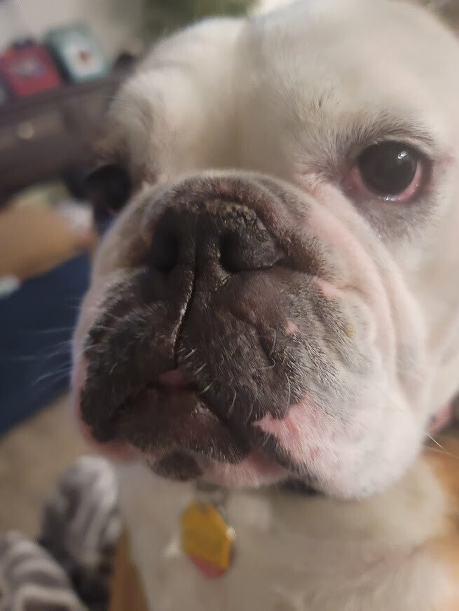 ASLEEP AT THE WHEEL Ray Benson signed autograph LP JSA Authenticated